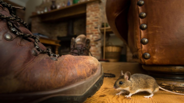 AKTIS, kaitēkļu kontrole - deratizācija, dezinsekcija un dezinfekcija